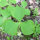 Trillium