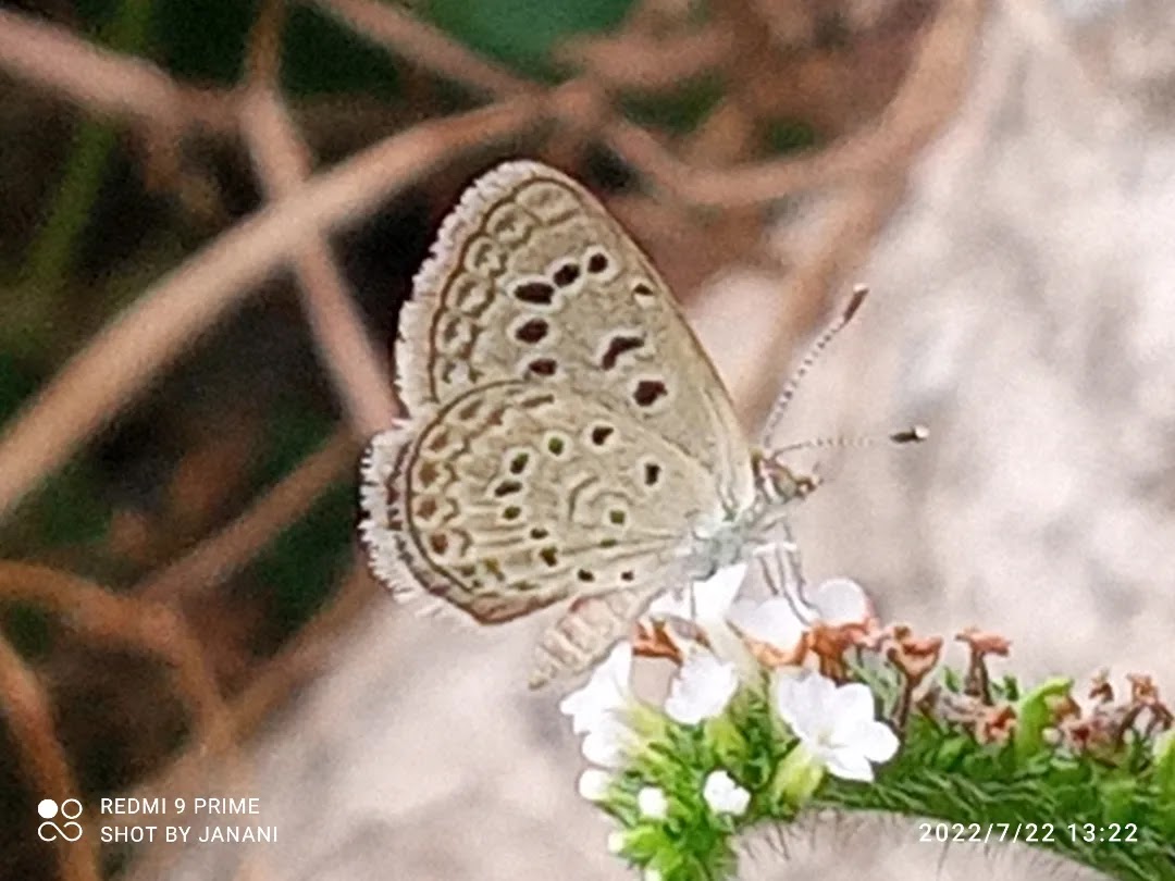 The tiny grass blue