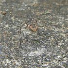 Harvestman Spider