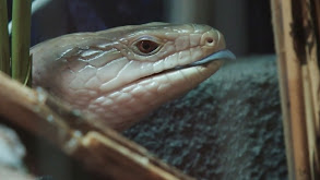 Jurassic Blue-Tongued Skink thumbnail