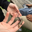 Five lined skink