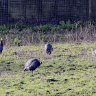 Helmeted Guineafowl