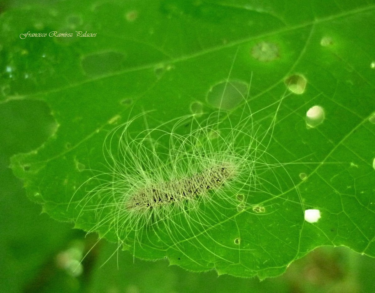 Eudesmia Moth (Caterpillar)