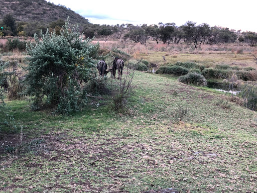 New & Improved Lions Park South Africa 2018