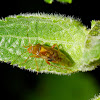 Mirid Plant Bug