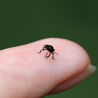 Green Stink Bug Nymph