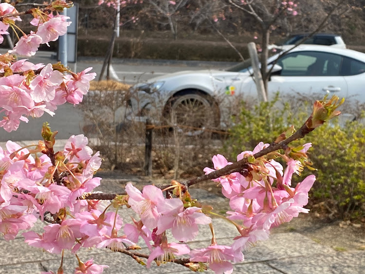 86の86BRZ・河津桜に関するカスタム事例の投稿画像1枚目