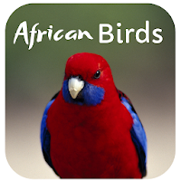 African Birds Sounds South African Birds Sounds