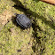 Carrion beetle