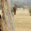 Nubian Woodpecker