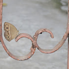 Dingy Bushbrown Butterfly