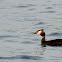 Great Crested Grebe