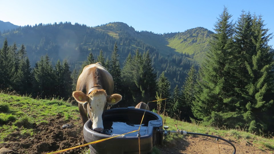 Scheidwangalpe Rindalphorn Kuhtränke Nagelfluhkette Allgäu primapage