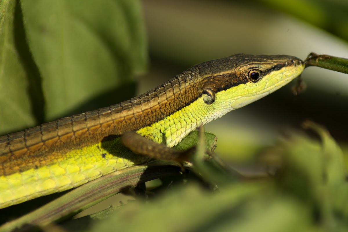 Long Tailed Grass Lizard