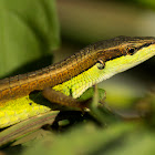 Long Tailed Grass Lizard