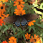 Eastern Tiger Swallowtail