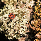 Tube Lichen