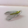 Green Lacewing