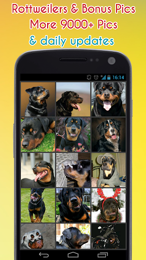 Cute Rottweilers Wallpaper