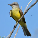 Couch's kingbird