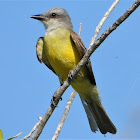 Couch's kingbird