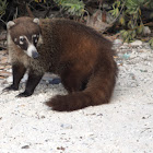 White-Nose Coati