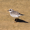 Borrelho-de-coleira-Interrompida