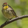 Palm Warbler