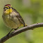 Palm Warbler