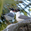 Laughing Gull