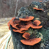 Cinnabar Polypore