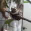 Gray Tree Frog