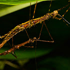 Stick Insect, Phasmid