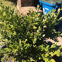 Littleleaf boxwood