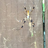 Golden Silk Orbweaver