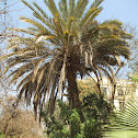 Date Palm النخلة