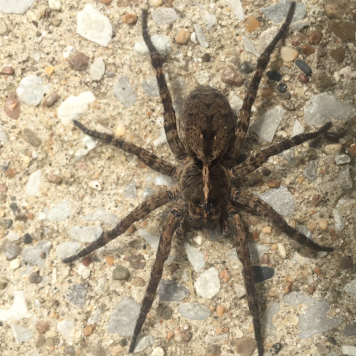 Wolf Spider