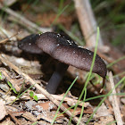 Entoloma