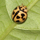 Variable Ladybird