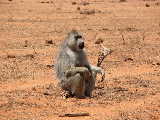 Il vero Re della Savana di emanuele.c