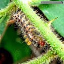 Rusty Tusock Moth Caterpillar