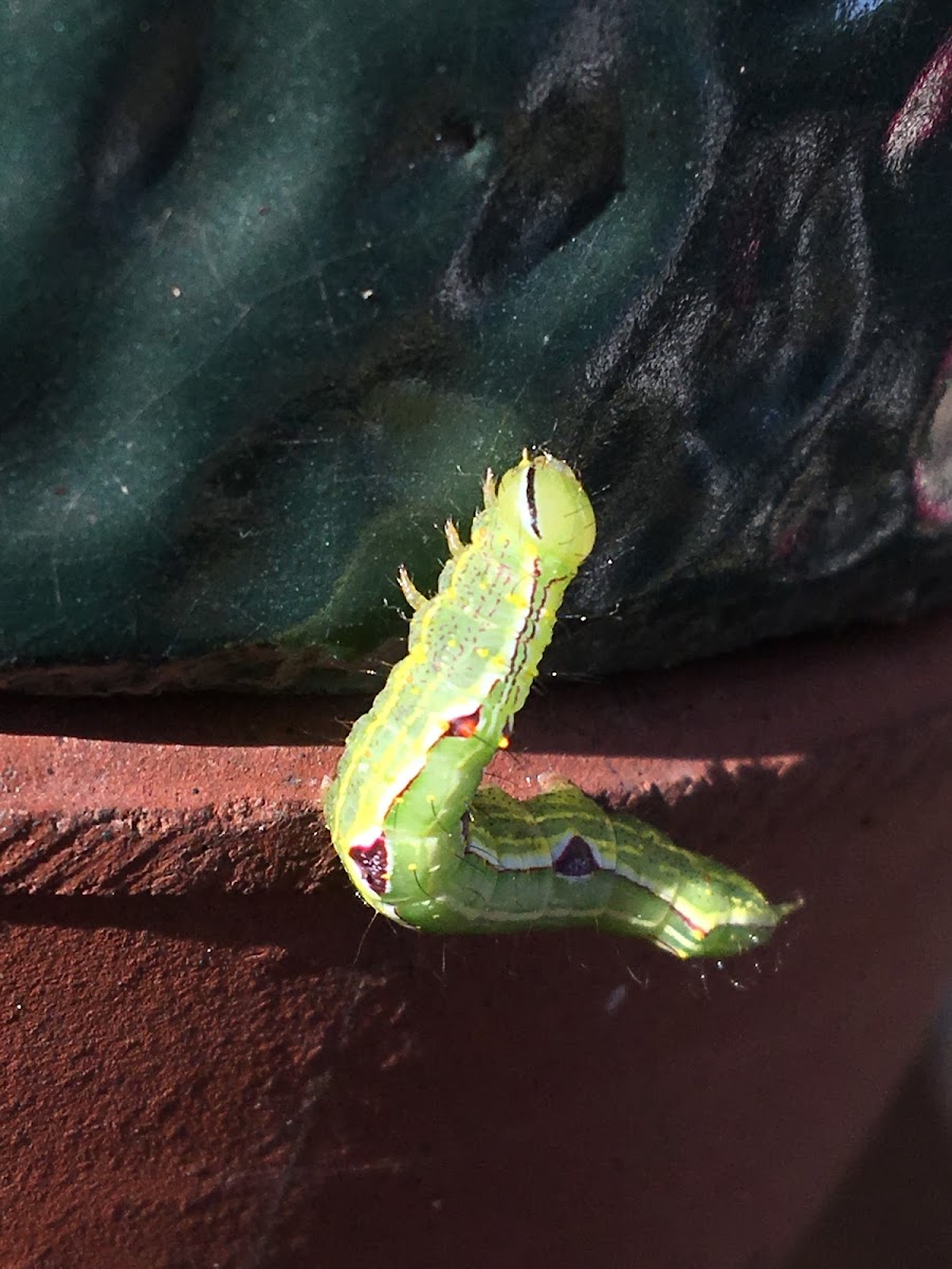 double-lined prominent moth