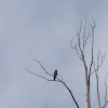 Rough-Legged Hawk