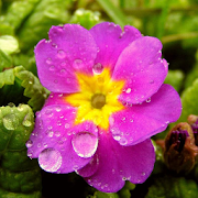 Primrose Jigsaw Puzzles  Icon