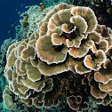 Cabbage Coral