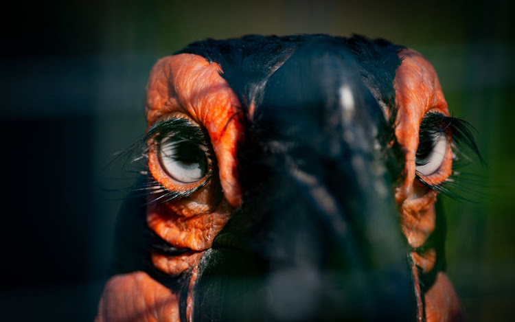 The ground hornbill close up.