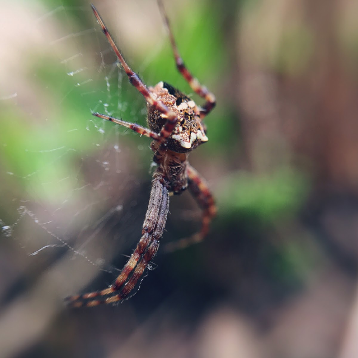 Seven sided Orbweaver