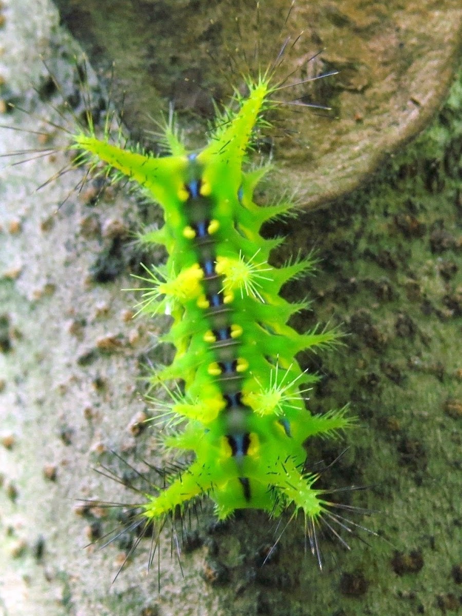 Coconut Nettle Caterpillar