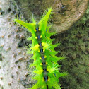 Coconut Nettle Caterpillar