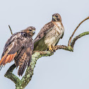 Red-tailed Hawks